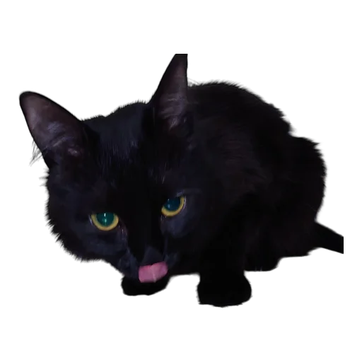 😛 Стикер «Catonios» для Telegram