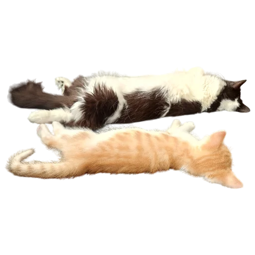 💤 Стикер «Catonios» для Telegram