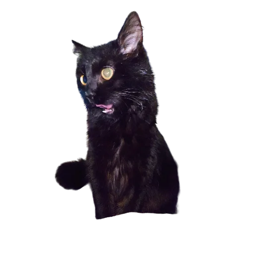 🤪 Стикер «Catonios» для Telegram