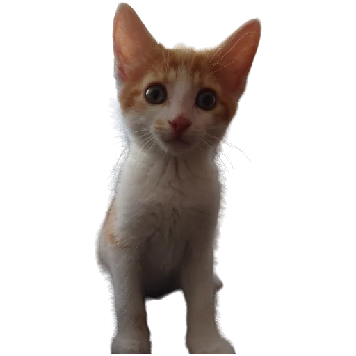 🐱 Стикер «Catonios» для Telegram