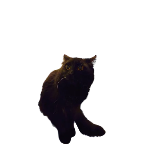 😨 Стикер «Catonios» для Telegram