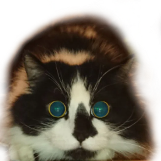 👀 Стикер «Catonios» для Telegram