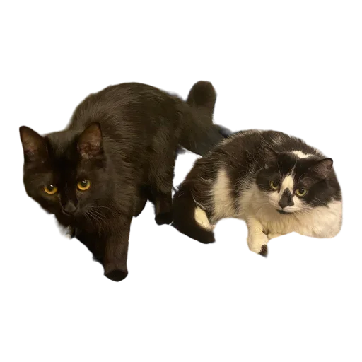 👯 Стикер «Catonios» для Telegram