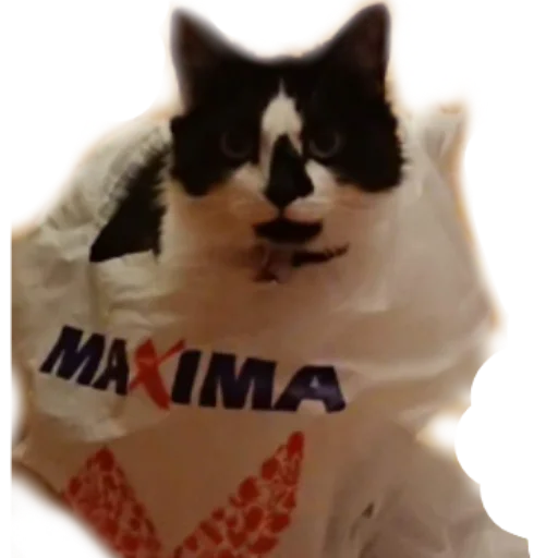 😐 Стикер «Catonios» для Telegram