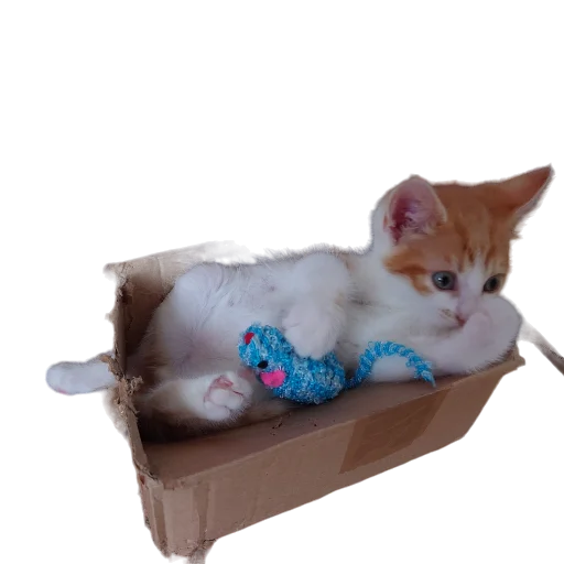 📦 Стикер «Catonios» для Telegram