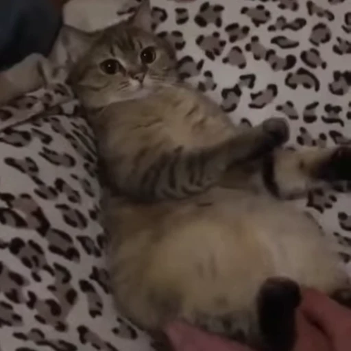 🧶 Стикер «Mood Cats» для Telegram