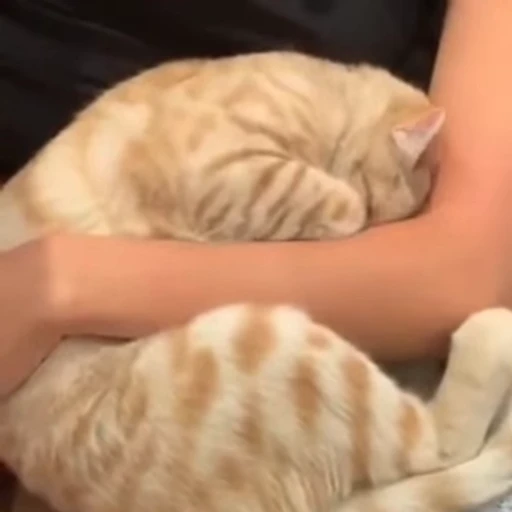 🧶 Стикер «Mood Cats» для Telegram