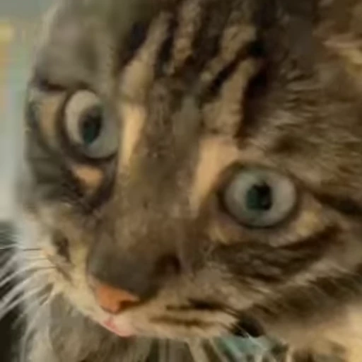 🧶 Стикер «Mood Cats» для Telegram