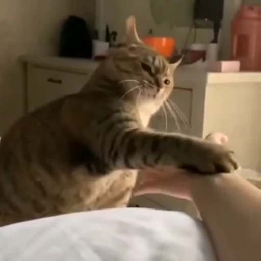 🧶 Стикер «Mood Cats» для Telegram