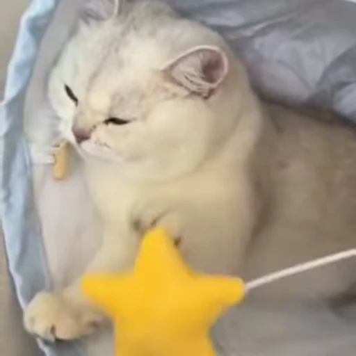 🧶 Стикер «Mood Cats» для Telegram
