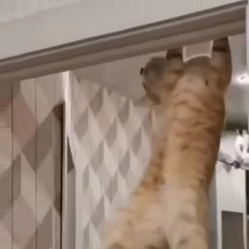 🧶 Стикер «Mood Cats» для Telegram