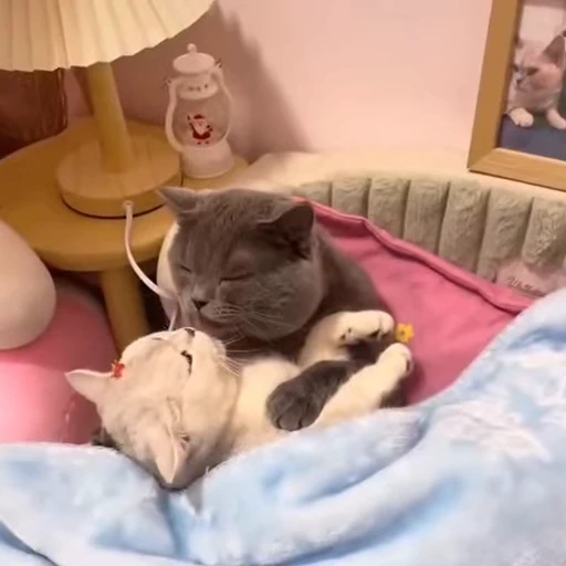 🧶 Стикер «Mood Cats» для Telegram
