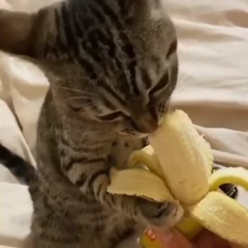 🧶 Стикер «Mood Cats» для Telegram
