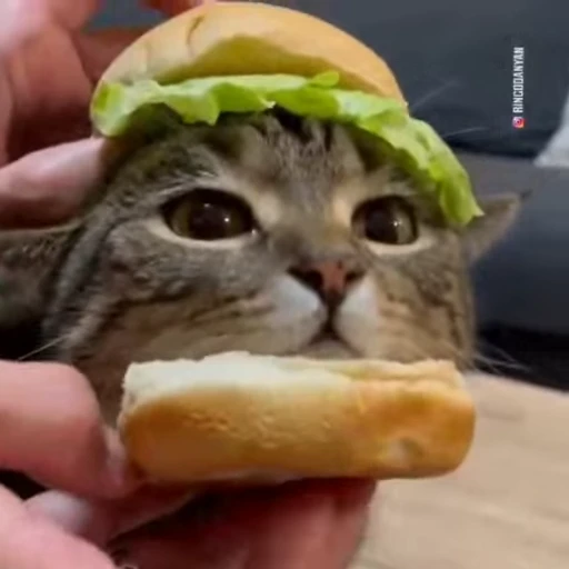 🧶 Стикер «Mood Cats» для Telegram