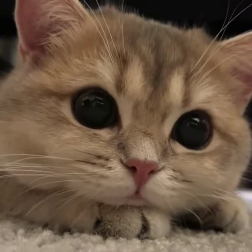 🧶 Стикер «Mood Cats» для Telegram