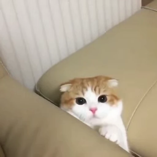 🧶 Стикер «Mood Cats» для Telegram