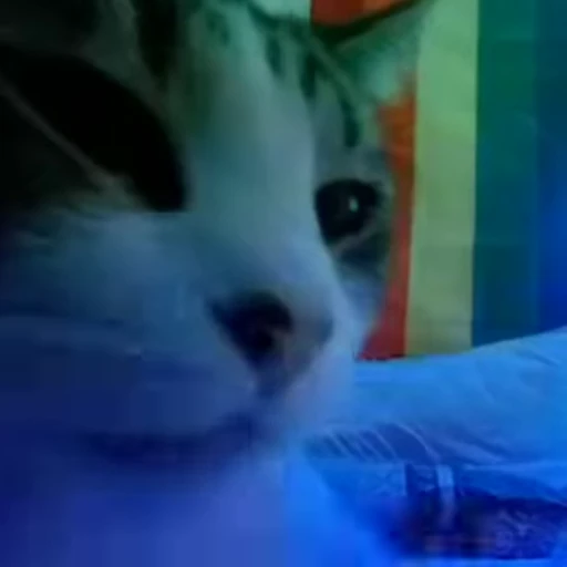 🧶 Стикер «Mood Cats» для Telegram