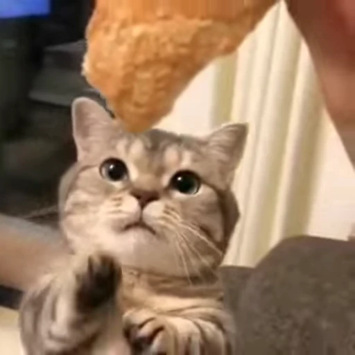 🧶 Стикер «Mood Cats» для Telegram