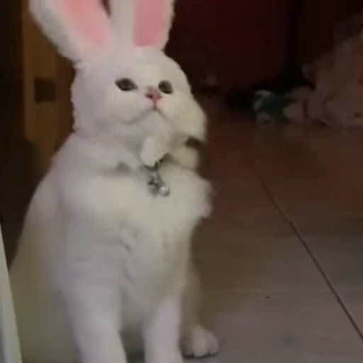 🧶 Стикер «Mood Cats» для Telegram