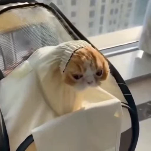 🧶 Стикер «Mood Cats» для Telegram