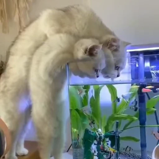 🧶 Стикер «Mood Cats» для Telegram