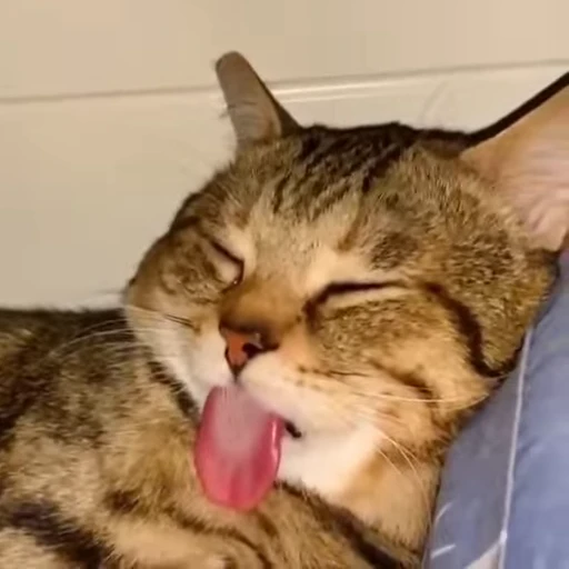 🧶 Стикер «Mood Cats» для Telegram