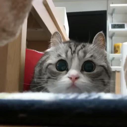 🧶 Стикер «Mood Cats» для Telegram