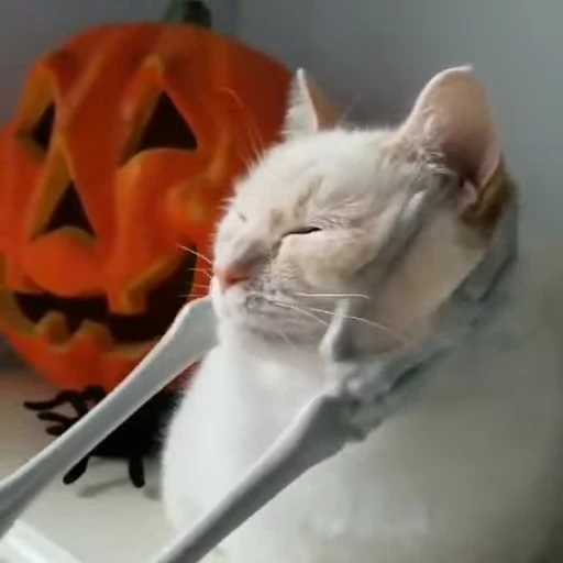 🧶 Стикер «Mood Cats» для Telegram