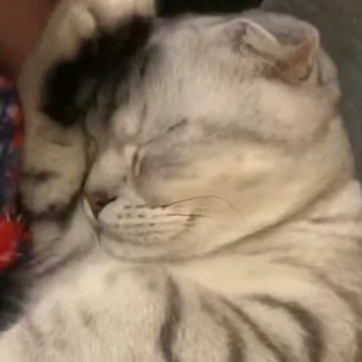 🧶 Стикер «Mood Cats» для Telegram