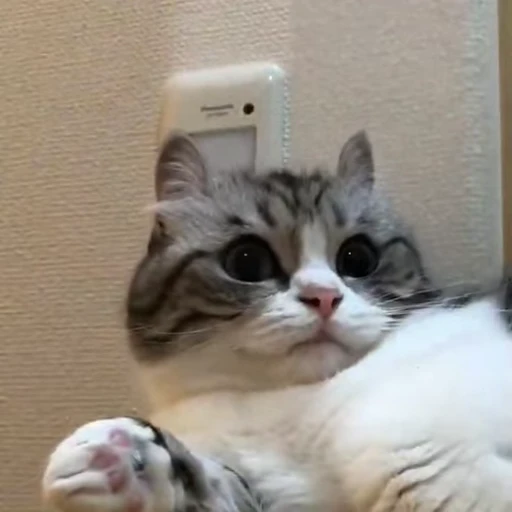 🧶 Стикер «Mood Cats» для Telegram