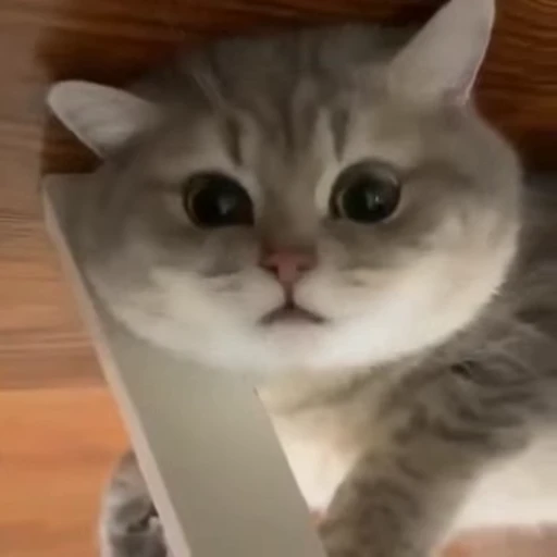 🧶 Стикер «Mood Cats» для Telegram
