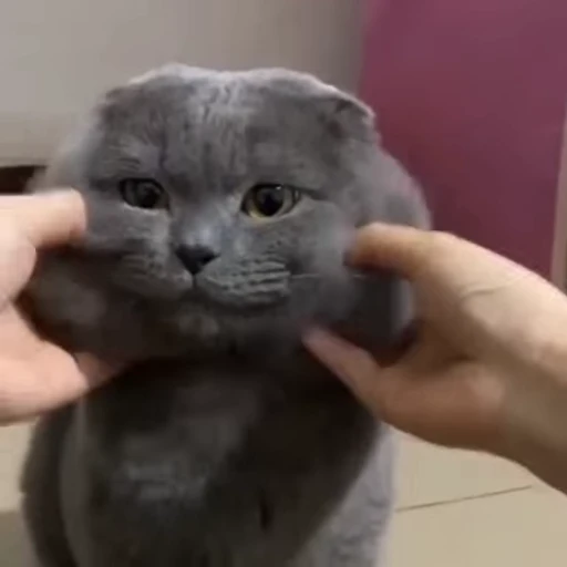 Стикерпак Mood Cats для Telegram