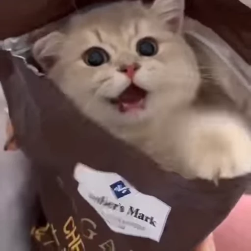 🧶 Стикер «Mood Cats» для Telegram