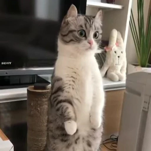 🧶 Стикер «Mood Cats» для Telegram