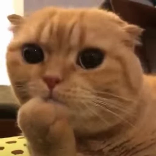 🧶 Стикер «Mood Cats» для Telegram