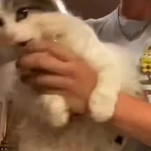 🧶 Стикер «Mood Cats» для Telegram