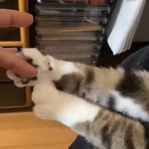 🧶 Стикер «Mood Cats» для Telegram