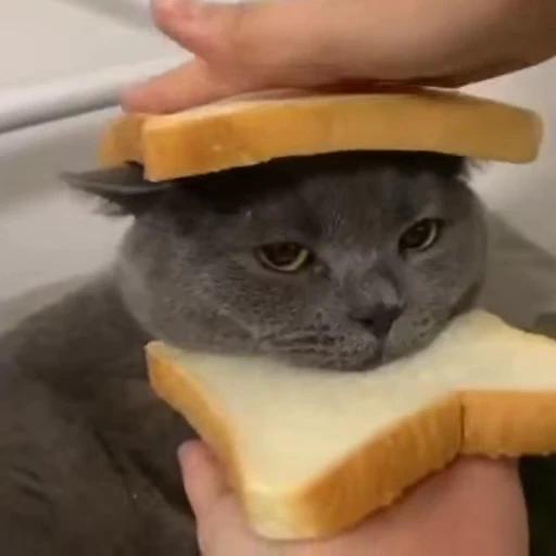 🧶 Стикер «Mood Cats» для Telegram