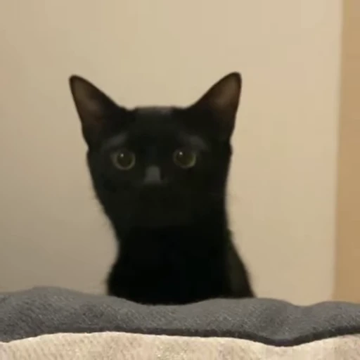 🧶 Стикер «Mood Cats» для Telegram