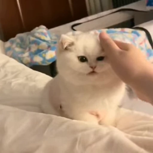 🧶 Стикер «Mood Cats» для Telegram