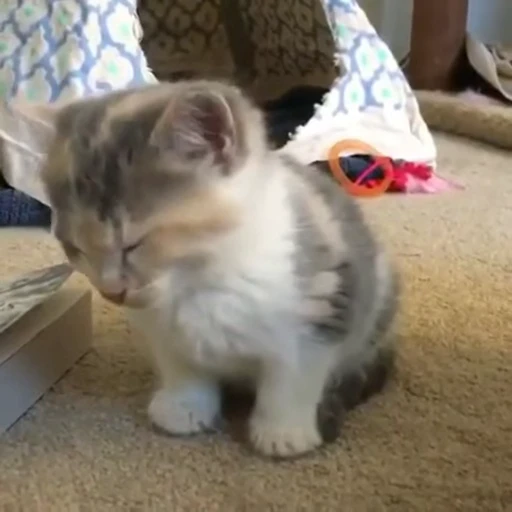 🧶 Стикер «Mood Cats» для Telegram
