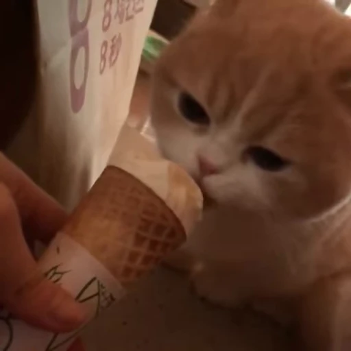 🧶 Стикер «Mood Cats» для Telegram