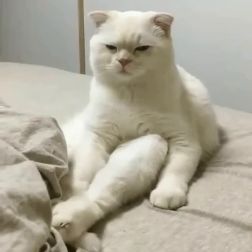 🧶 Стикер «Mood Cats» для Telegram