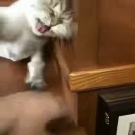 🧶 Стикер «Mood Cats» для Telegram