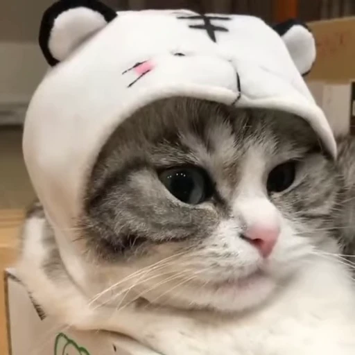 🧶 Стикер «Mood Cats» для Telegram