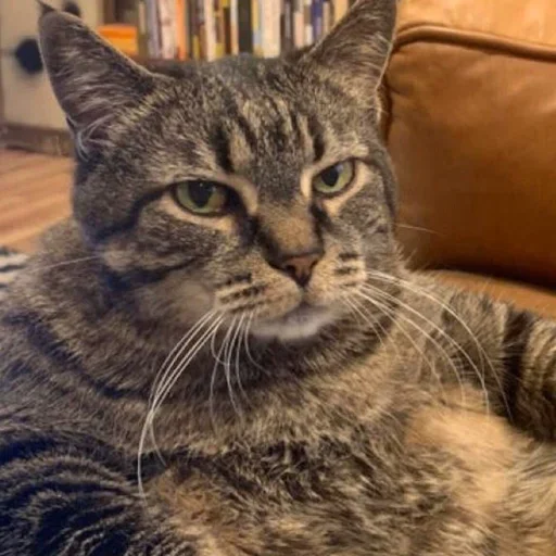 🥳 Стикер «Cat Moods» для Telegram