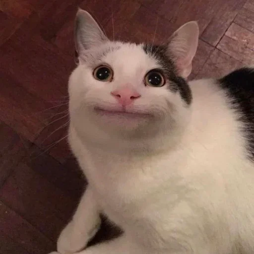 Стикерпак Cat Moods для Telegram