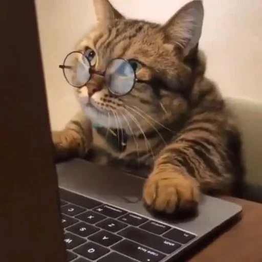 🤩 Стикер «Cat Moods» для Telegram
