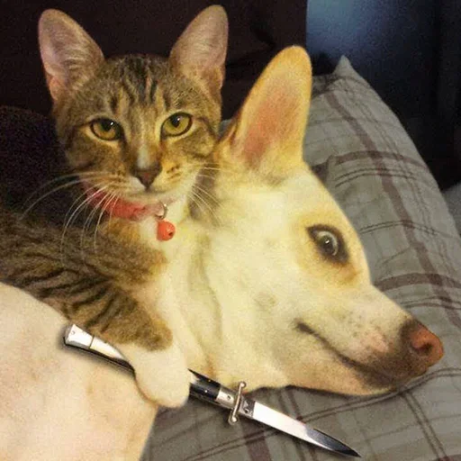 🥳 Стикер «Cat Moods» для Telegram