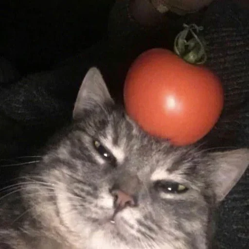 😙 Стикер «Cat Moods» для Telegram